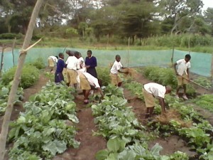 Kahe students mulching Maendeleo primary