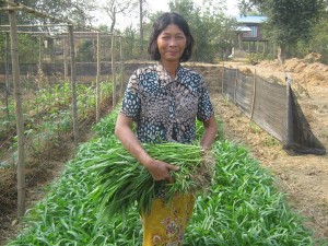 DDK harvesting organic morning glory from her vegetable garden