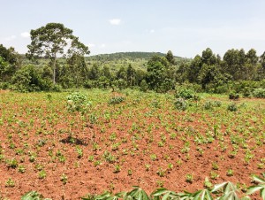 Beans planted as a pioneer crop on the land that Wamukisa hopes to expand their commercial vegetable gardens to.