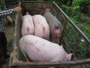 NSV's pigs ready for market