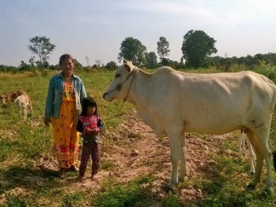 Mrs. KN and their child with their unruly cow