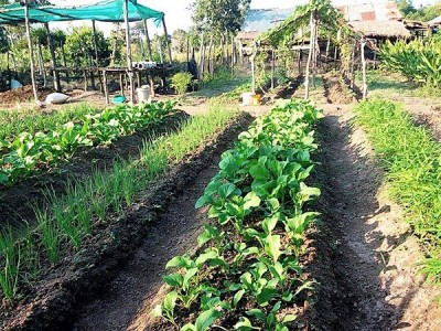 CWC's organic vegetable garden