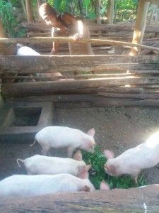 Wamukisa - Rose - pig fattening