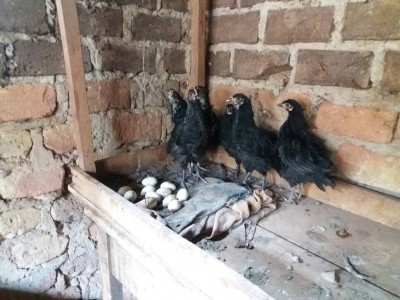 Wamukisa - first chickens