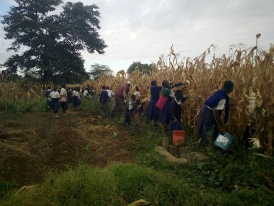 Tupendane - Mwangaria Corn Harvest - 20170818 (2)