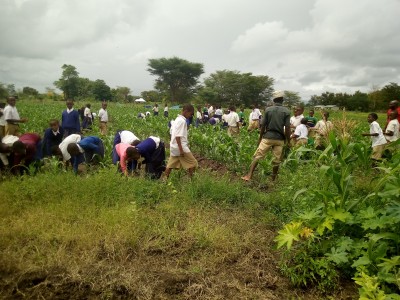 weeding by children, teachers and school farm commitee (2)