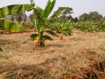 SODAT - Mukibogoye Banana Farm - Mulched and Trenched
