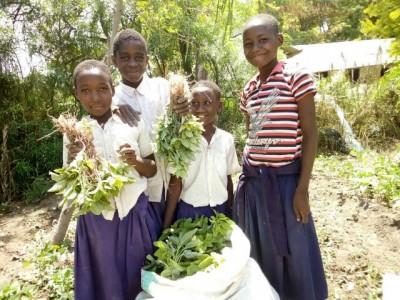 Mwangaria December Veg Harvest