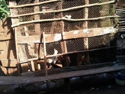 Family chicken coop.